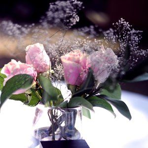 Meet your Posher, grace